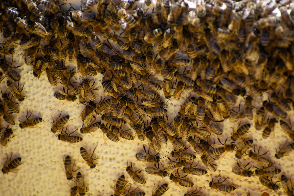 Do Bees Nest in Soil? How to Spot Early Signs