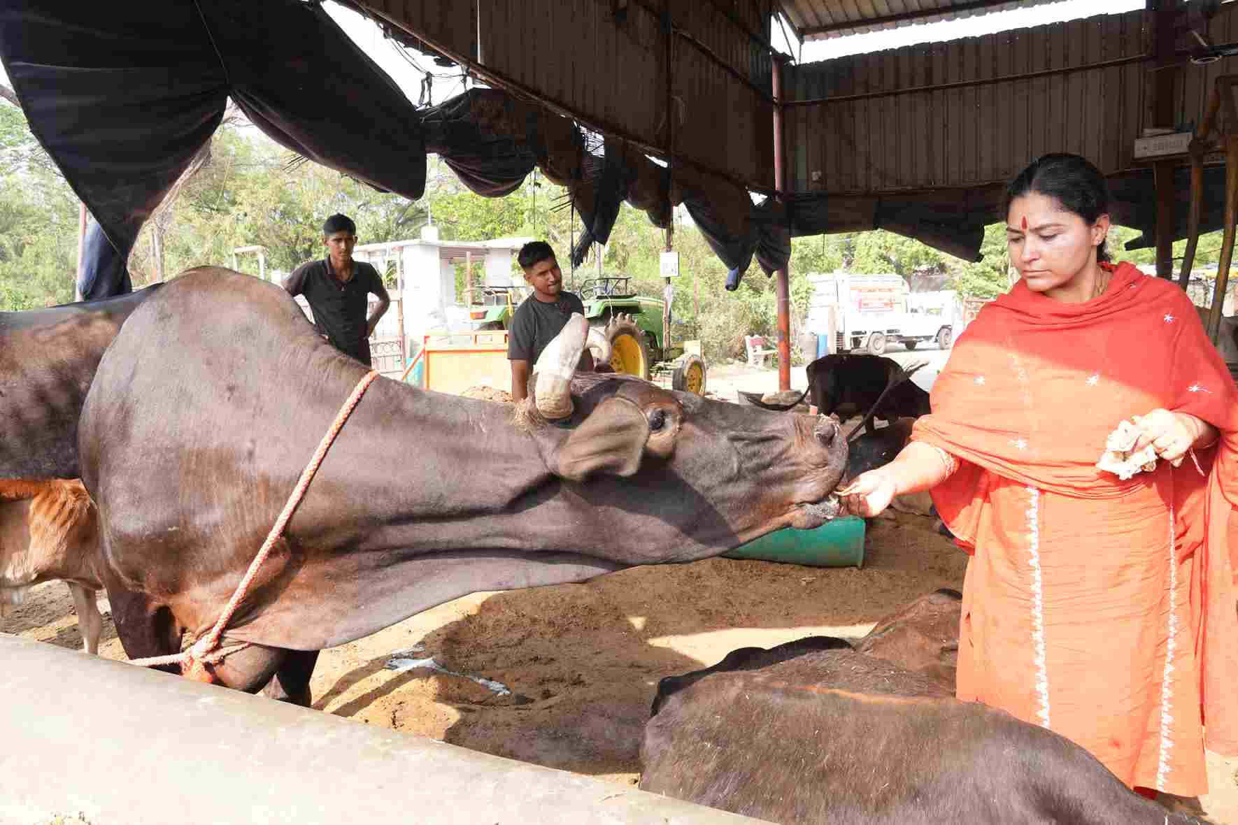 gau-mata-seva-MSF